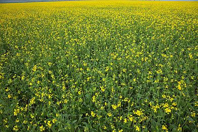  散爆云母组《逆向坍塌：面包房行动》为保证游戏质量宣布延期